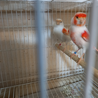 Canarini rosso mosaico