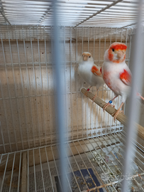 Canarini rosso mosaico