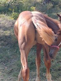 puledri