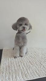 Barboncino toy Grigio