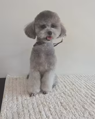 Barboncino toy Grigio