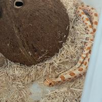 Heterodon Nasicus maschio subadulto