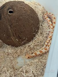 Heterodon Nasicus maschio subadulto