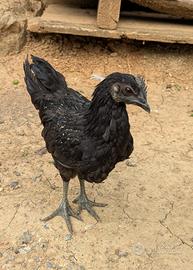 Galletto Ayam Cemani