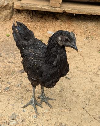 Galletto Ayam Cemani