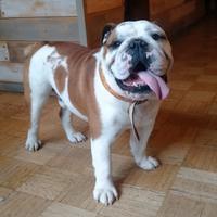 Bulldog Inglese disponibile per accoppiamento