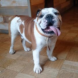 Bulldog Inglese disponibile per accoppiamento