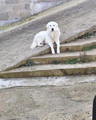 Pastore abruzzese per monta