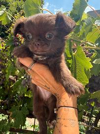 Chihuahua femmina pelo lungo