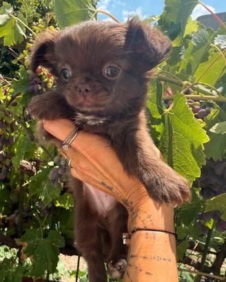 Chihuahua femmina pelo lungo