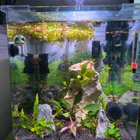Acquario Amtra  Nano 30 litri completo ed avviato