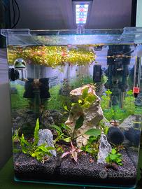 Acquario Amtra  Nano 30 litri completo ed avviato