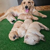 Cuccioli golden retriever