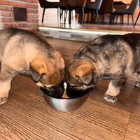 Cuccioli pastore tedesco linea lavoro con pedigree