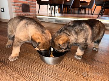 Cuccioli pastore tedesco linea lavoro con pedigree