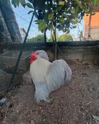 Gallina Cocincina nana