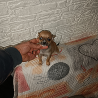 Mini chiwawa mini toy