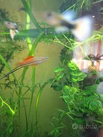 Portaspada verde selvatico