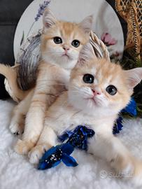 Gattini Scottish chinchilla