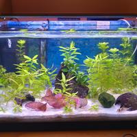 Acquario Ferplast 40 litri