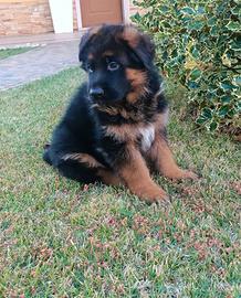 Cuccioli pastore tedesco