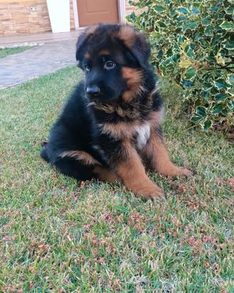 Cuccioli pastore tedesco