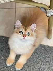 British longhair