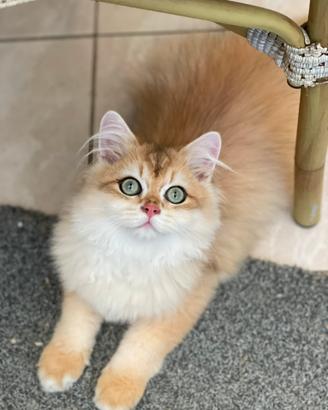 British longhair