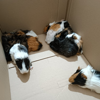 Porcellini d india