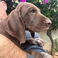 Kurzhaar - Bracco Tedesco -