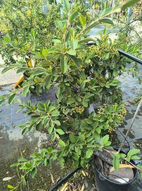 pianta cotognastro cotoneaster lacteus 