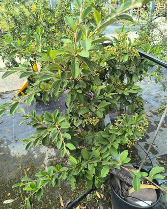 pianta cotognastro cotoneaster lacteus 