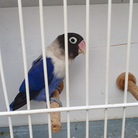 Inseparabili Personata