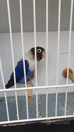 Inseparabili Personata