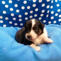 Australian Shepherd cuccioli Black