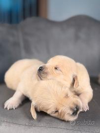 Golden retriver