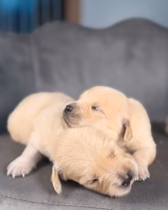 Golden retriver