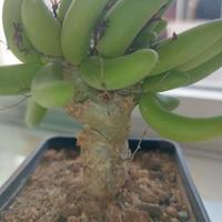 Tylecodon reticulatus