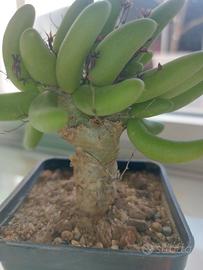 Tylecodon reticulatus