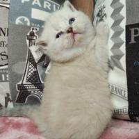 Principessa scozzese dagli occhi azzurri con VACCI