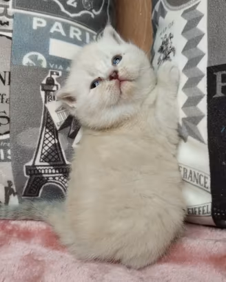 Principessa scozzese dagli occhi azzurri con VACCI