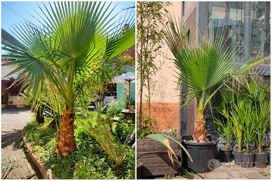 piante esotiche e rare in esubero