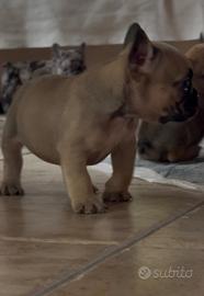 Bulldog francese
