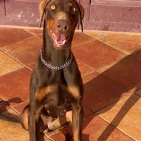 Dobermann femmina per accoppiamento