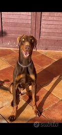 Dobermann femmina per accoppiamento