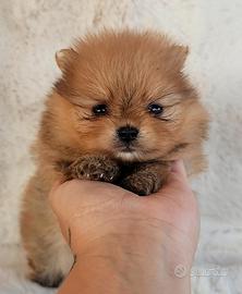 Cucciolo Pomerania con Pedigree e Test Genetici