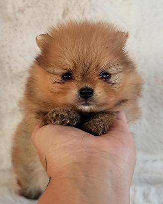 Cucciolo Pomerania con Pedigree e Test Genetici
