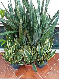Sanseveria