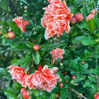 MELOGRANO ORNAMENTALE