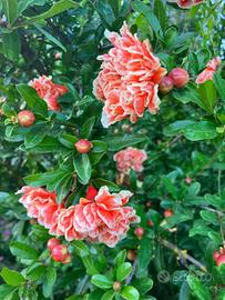 MELOGRANO ORNAMENTALE